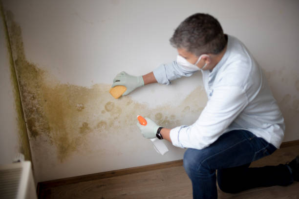 Best Mold Documentation for Insurance Claims  in Westbrook, ME