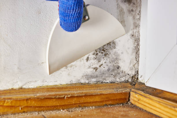 Best Mold-Related Health Consultation  in Westbrook, ME