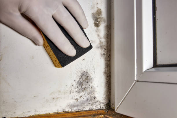 Best Water Damage & Mold Remediation  in Westbrook, ME
